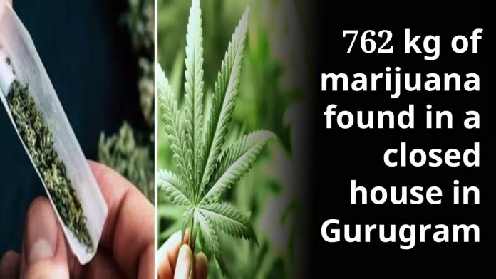 762 kg of marijuana found in a closed house in Gurugram